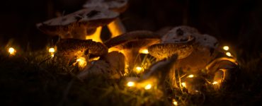 Mother Nature's Wildest Rides:  Debunking Nature's Myths and Unveiling its Quirks