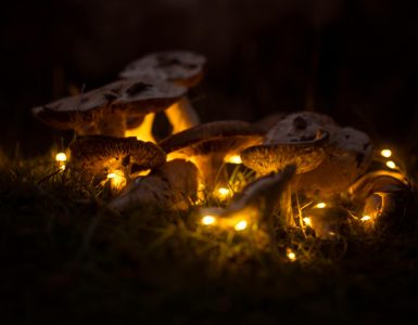 Die wildesten Ausritte von Mutter Natur:  Entlarvung der Mythen der Natur und Enthüllung ihrer Tücken