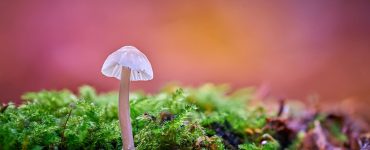 Planet Earth's Unexpected Guests:  Nature's Quirky Surprises