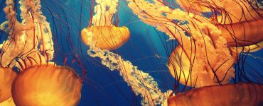 Nature's Unexpected Perks:  Mind-Blowing Facts That'll Make You Reconsider Everything