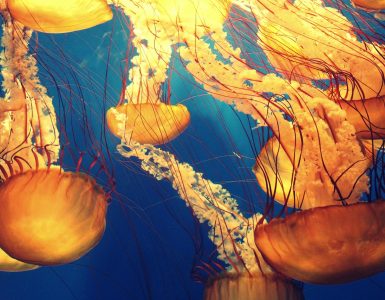 Nature's Unexpected Perks:  Mind-Blowing Facts That'll Make You Reconsider Everything