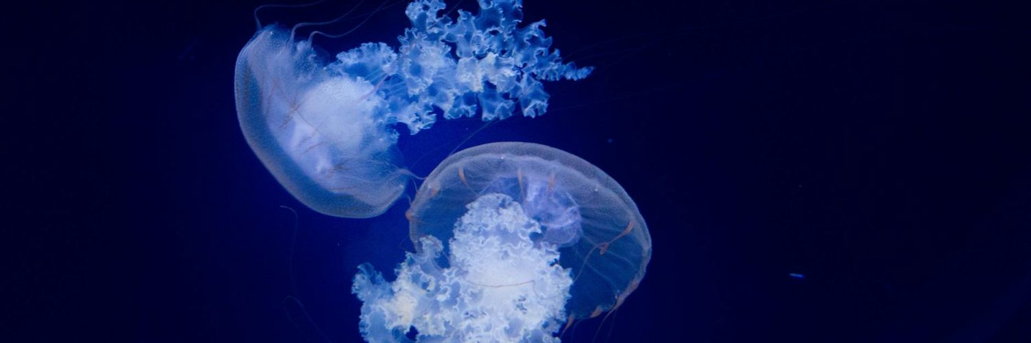 Nature's Unexpected Guests:  A Wild Ride Through the Untamed Truths