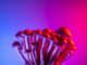 Nature's Unexpected Sideshow:  A Wild Ride Through Surprising Truths