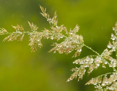 Nature's Got Jokes:  Unexpected Truths from the Wild Kingdom