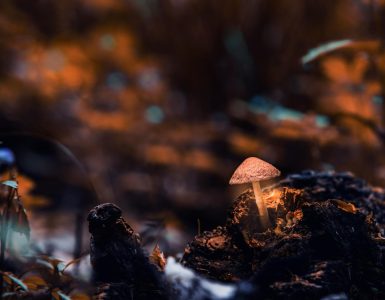 Nature's Unexpected Whims:  Wild Facts That'll Make You Say "Huh?"