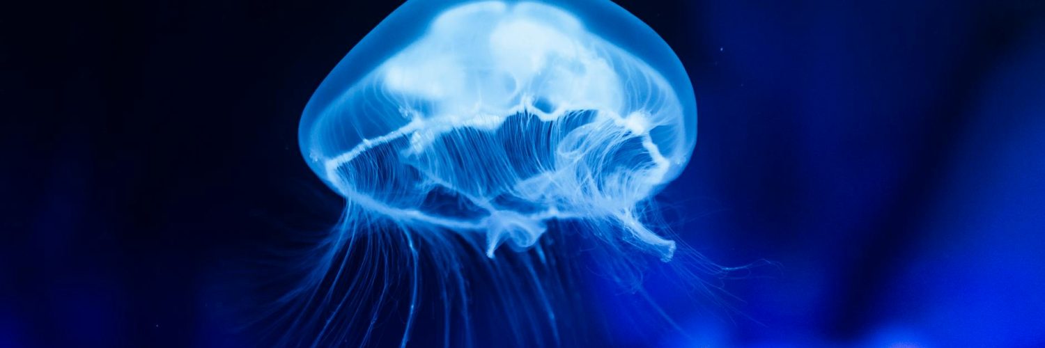 Nature's Unexpected Sideshow:  A Carnival of Curious Creatures and Crazy Ecosystems