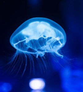 Nature's Unexpected Sideshow:  A Carnival of Curious Creatures and Crazy Ecosystems