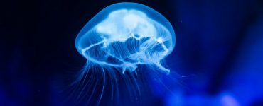 Nature's Unexpected Sideshow:  A Carnival of Curious Creatures and Crazy Ecosystems