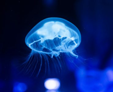 Nature's Unexpected Sideshow:  A Carnival of Curious Creatures and Crazy Ecosystems