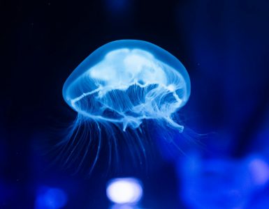 Nature's Unexpected Sideshow:  A Carnival of Curious Creatures and Crazy Ecosystems