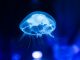 Nature's Unexpected Sideshow:  A Carnival of Curious Creatures and Crazy Ecosystems
