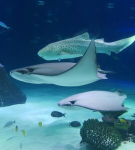 Earth's Eccentric Opera: Unearthing Nature's Quirkiest Wonders