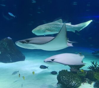 Earth's Eccentric Opera: Unearthing Nature's Quirkiest Wonders