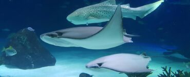 Earth's Eccentric Opera: Unearthing Nature's Quirkiest Wonders