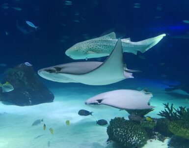 Earth's Eccentric Opera: Unearthing Nature's Quirkiest Wonders