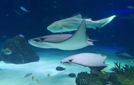 Earth's Eccentric Opera: Unearthing Nature's Quirkiest Wonders