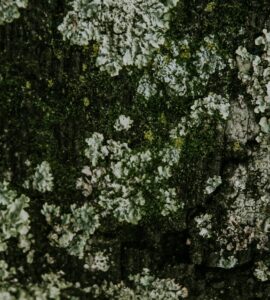 Nature's Wild Side: What You Think You Know Might Be Wrong