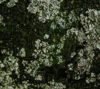 Nature's Wild Side: What You Think You Know Might Be Wrong