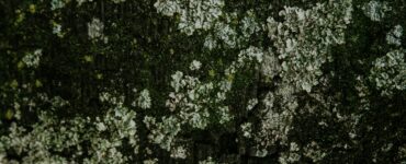 Nature's Wild Side: What You Think You Know Might Be Wrong