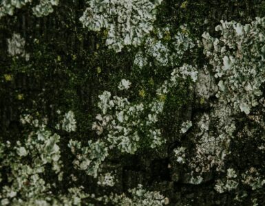 Nature's Wild Side: What You Think You Know Might Be Wrong