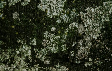 Nature's Wild Side: What You Think You Know Might Be Wrong