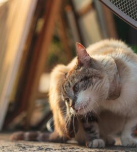 Nature's Wild Curves: Things You Probably Think You Know, But Don't!