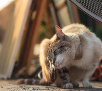 Nature's Wild Curves: Things You Probably Think You Know, But Don't!