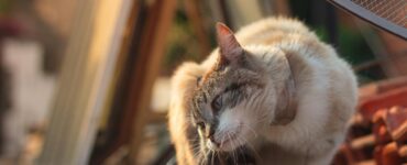 Nature's Wild Curves: Things You Probably Think You Know, But Don't!