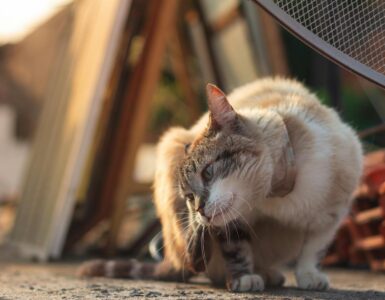 Nature's Wild Curves: Things You Probably Think You Know, But Don't!