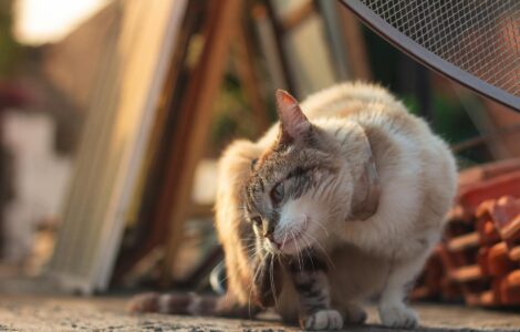 Nature's Wild Curves: Things You Probably Think You Know, But Don't!