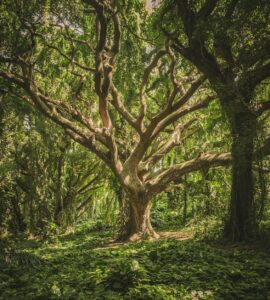 Nature's Playground: Earth's Wildest Wonders and Facts That'll Make You Go "Huh?"