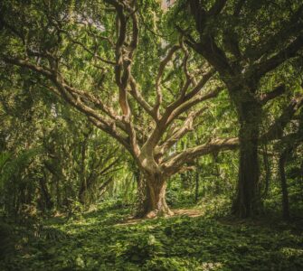 Nature's Playground: Earth's Wildest Wonders and Facts That'll Make You Go "Huh?"