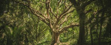 Nature's Playground: Earth's Wildest Wonders and Facts That'll Make You Go "Huh?"