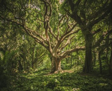 Nature's Playground: Earth's Wildest Wonders and Facts That'll Make You Go "Huh?"