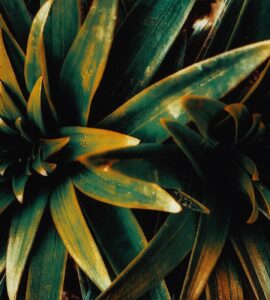 Nature's Unexpected Twist: What You Thought You Knew About the Wild Might Be Wrong