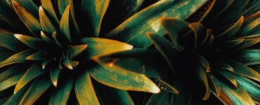 Nature's Unexpected Twist: What You Thought You Knew About the Wild Might Be Wrong