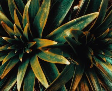 Nature's Unexpected Twist: What You Thought You Knew About the Wild Might Be Wrong