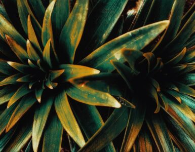 Nature's Unexpected Twist: What You Thought You Knew About the Wild Might Be Wrong