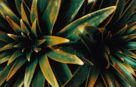 Nature's Unexpected Twist: What You Thought You Knew About the Wild Might Be Wrong