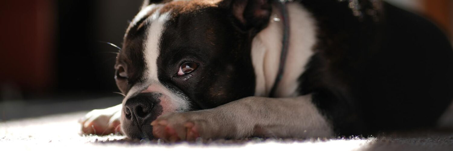 History's Side Roads: The Unexpected Trail of the Boston Molasses Flood