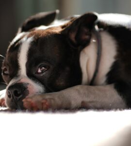 History's Side Roads: The Unexpected Trail of the Boston Molasses Flood