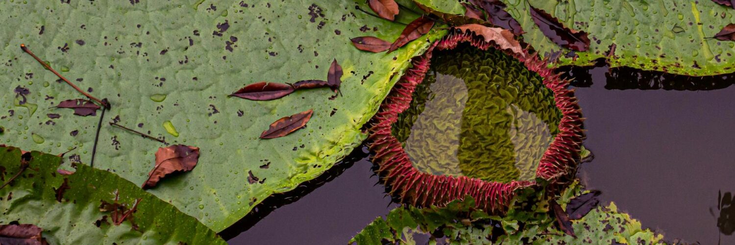 Nature's Unconventional Genius: Wild Facts That'll Make You Say "Seriously?"