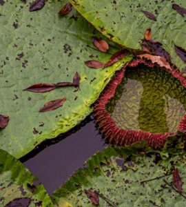 Nature's Unconventional Genius: Wild Facts That'll Make You Say "Seriously?"