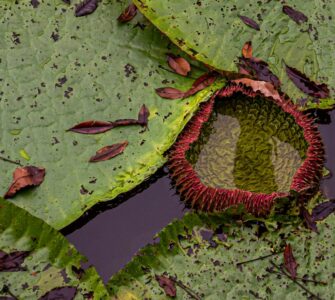 Nature's Unconventional Genius: Wild Facts That'll Make You Say "Seriously?"