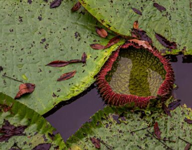 Nature's Unconventional Genius: Wild Facts That'll Make You Say "Seriously?"