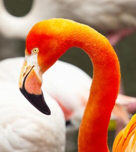 Nature's Unwritten Rules: Wild Facts That'll Make You Say "Wait, What?"