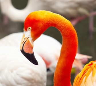 Nature's Unwritten Rules: Wild Facts That'll Make You Say "Wait, What?"