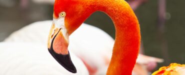 Nature's Unwritten Rules: Wild Facts That'll Make You Say "Wait, What?"