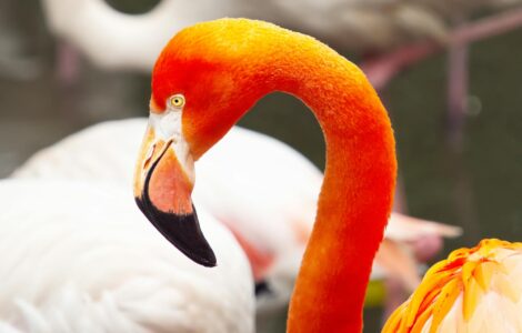 Nature's Unwritten Rules: Wild Facts That'll Make You Say "Wait, What?"